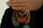 1326656494289.gif