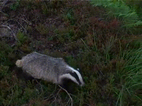 animals-reaction.gif