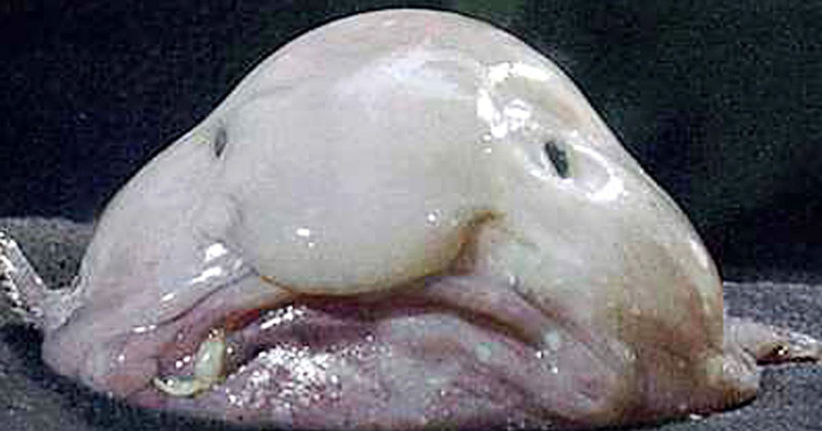 Blobfish.jpg