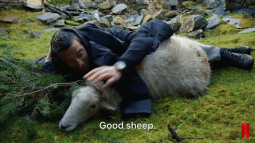 good-sheep-youvs-wild.gif