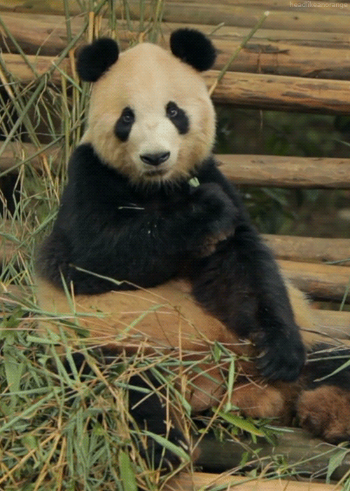 cool-stry-panda.gif
