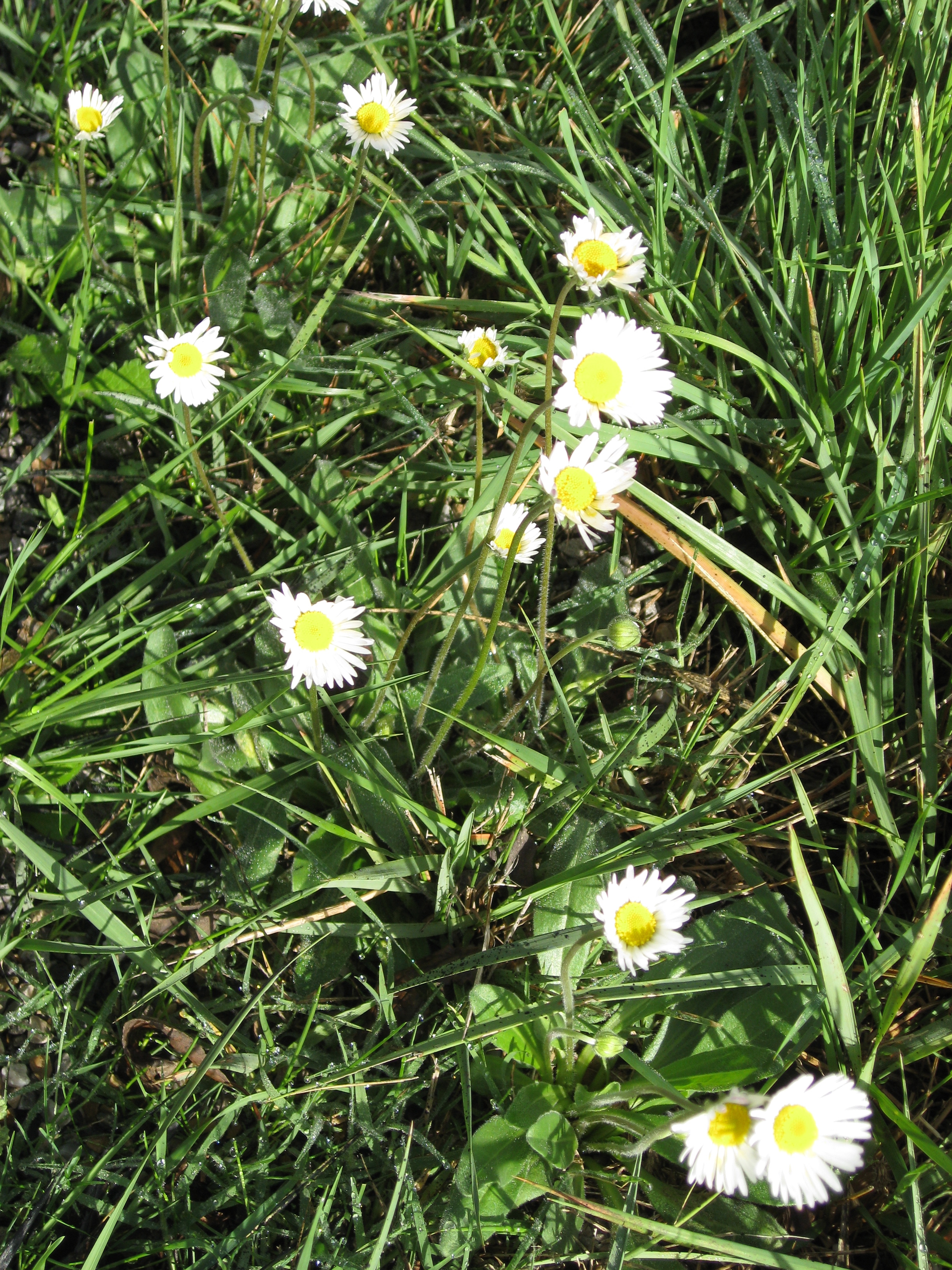 seasonalforaging.wordpress.com