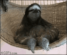 sloth-chill.gif