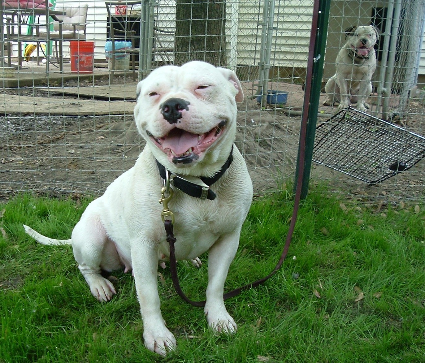 American-Bulldog-3.jpg