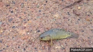8XQIqE.gif