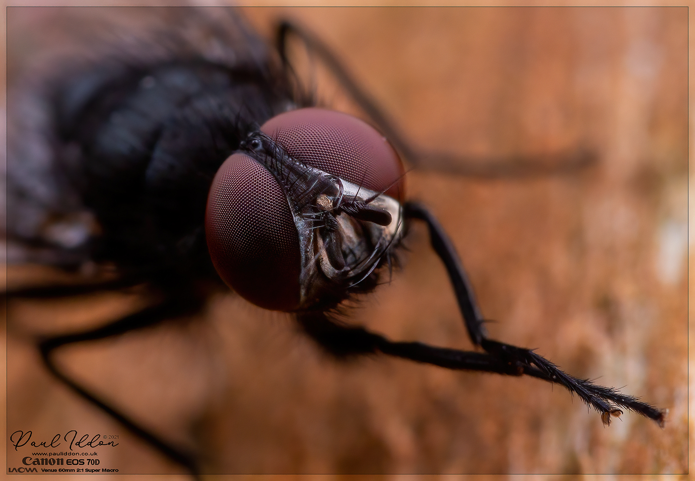 housefly01_1400.jpg