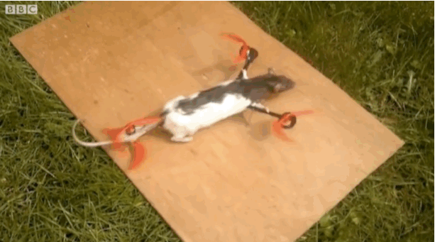 flying-rat-2.0.gif