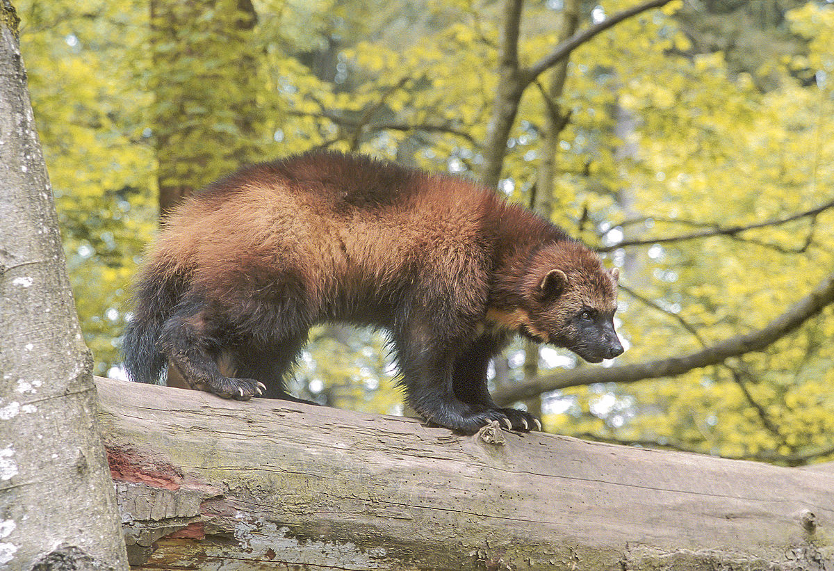 1200px-Wolverine_01.jpg