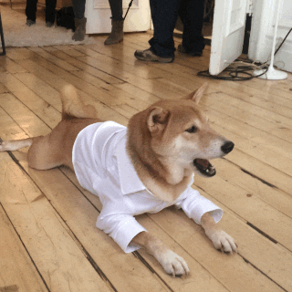 giphy.gif
