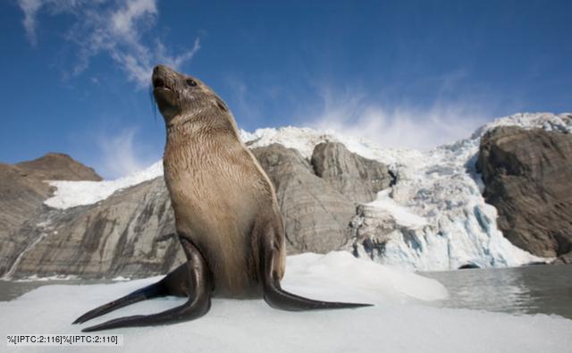 antarctic_fur_seal_1.jpg