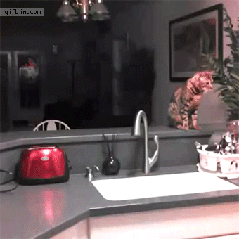 1412615230_cat_gets_startled_by_toaster.gif