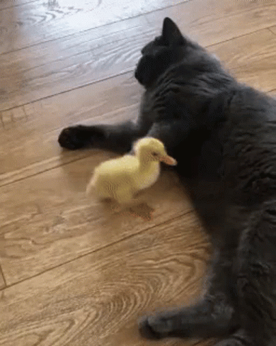 cat-and-baby-duck.gif