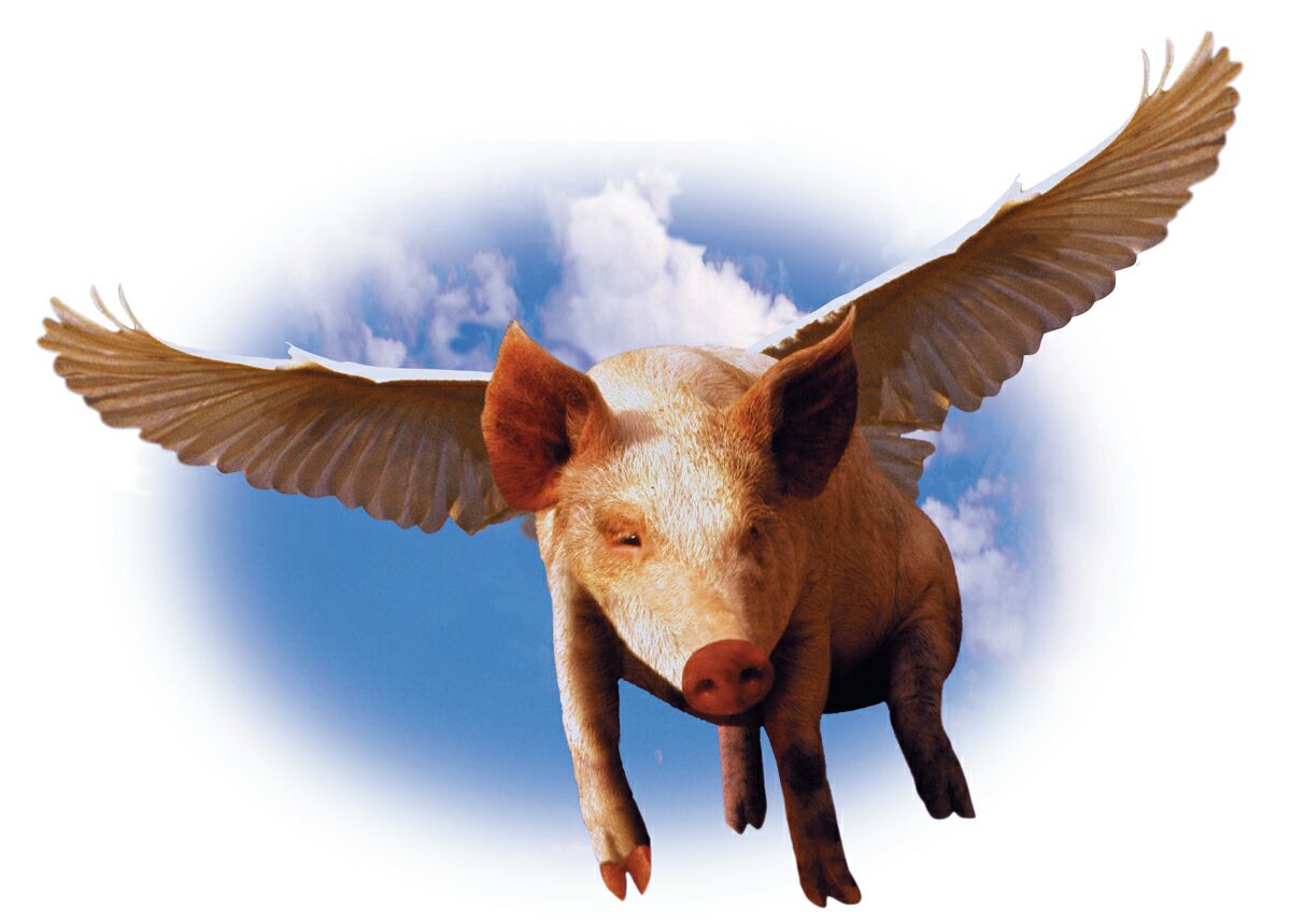 flying-pig.jpg
