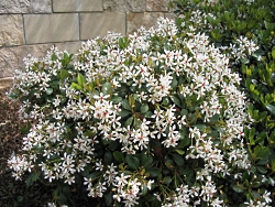 Indian Hawthorn Indian Hawthorn